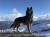 dog-standing-snow-covered-mountain-against-sky.jpg