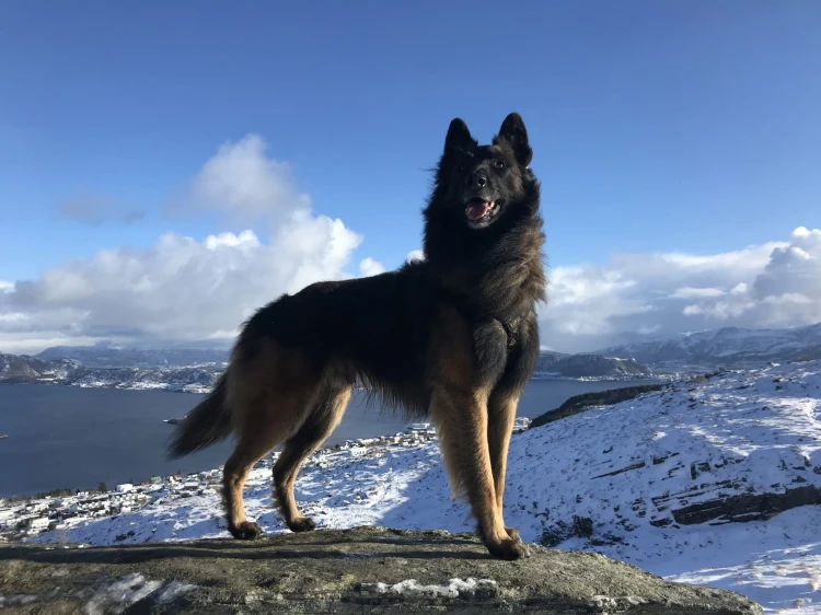 dog-standing-snow-covered-mountain-against-sky.jpg